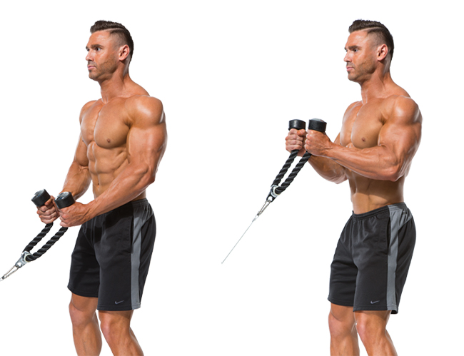 Cable Hammer Curls-Rope - FITNESS STARS
