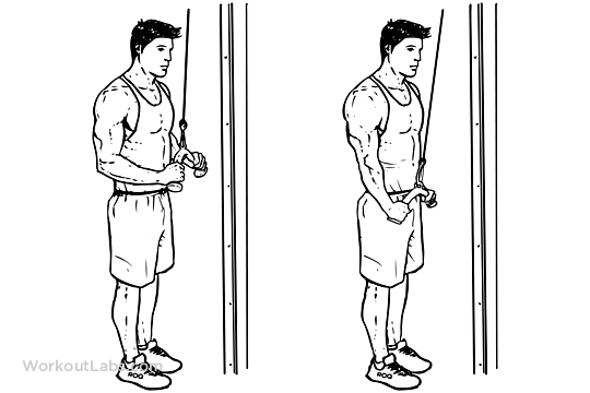 Triceps Press Down Exercise Poster